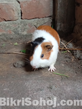 গিনিপিগ